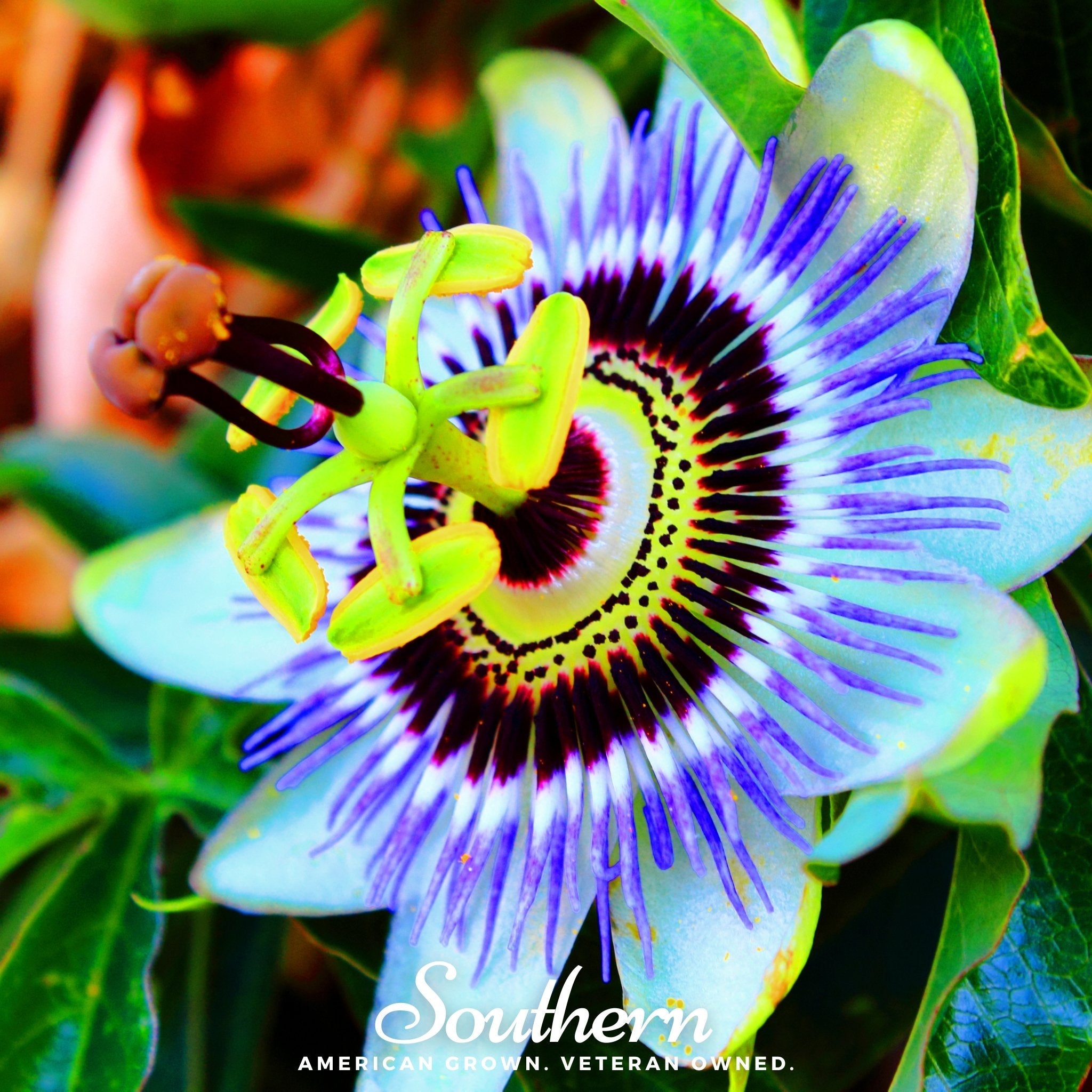 Passionflower, Blue (Bluecrown) (Passiflora caerulea) - 20 Seeds | Seed Therapy – Heirloom Garden Seeds