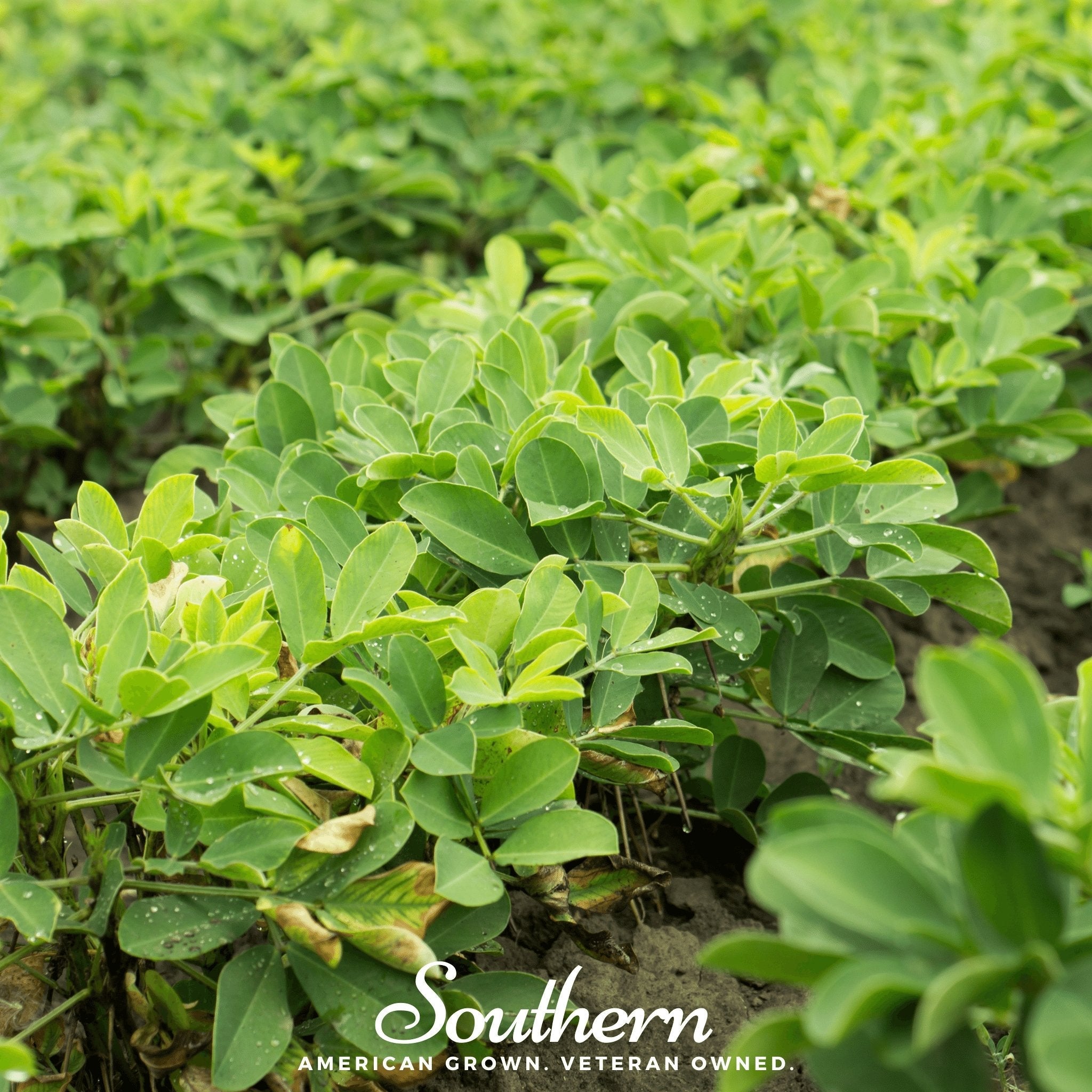 Peanuts, Virginia Jumbo (Arachis hypogaea) - 10 Seeds | Seed Therapy – Heirloom Garden Seeds