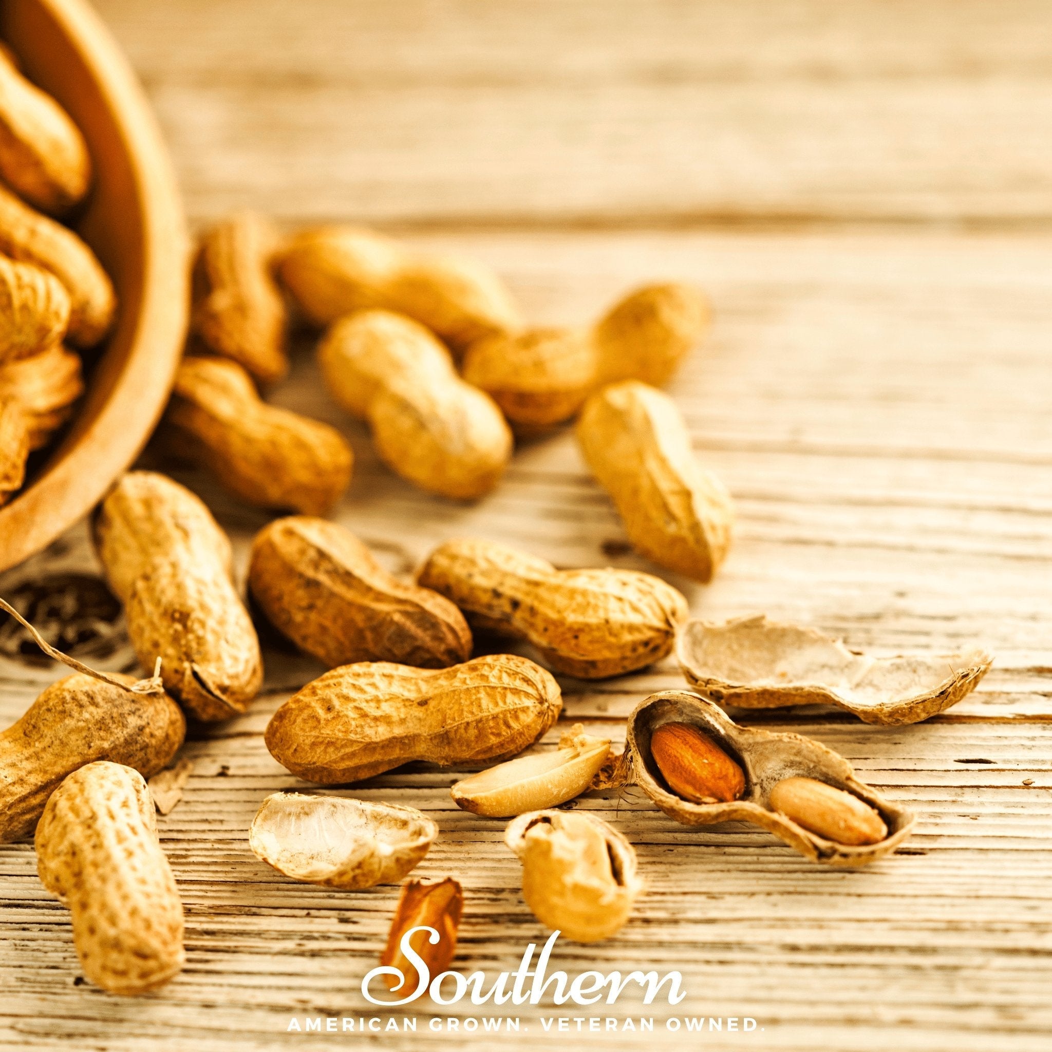 Peanuts, Virginia Jumbo (Arachis hypogaea) - 10 Seeds | Seed Therapy – Heirloom Garden Seeds