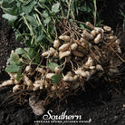 Peanuts, Virginia Jumbo (Arachis hypogaea) - 10 Seeds | Seed Therapy – Heirloom Garden Seeds