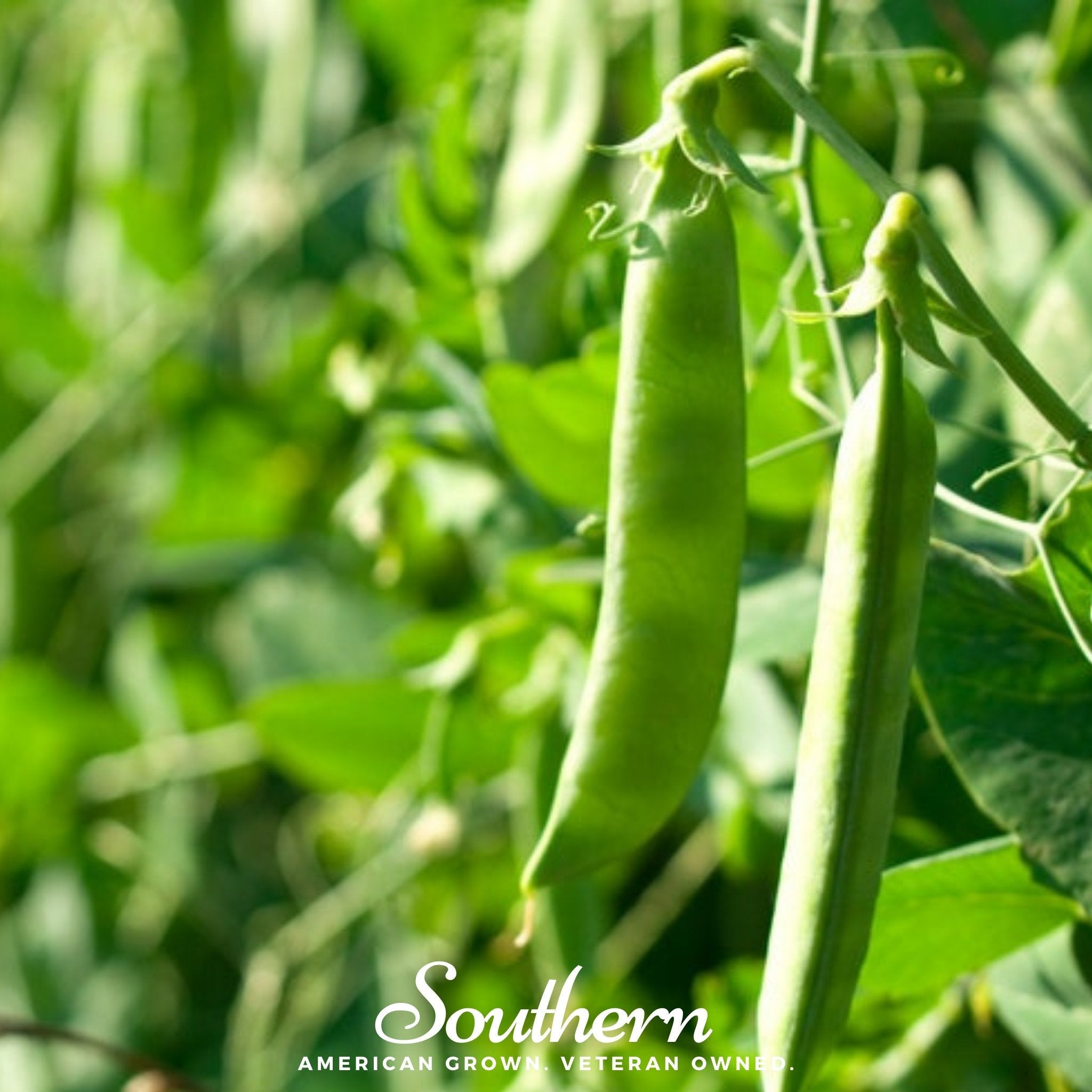 Peas, Green Arrow (Pisum sativum) - 25 Seeds
