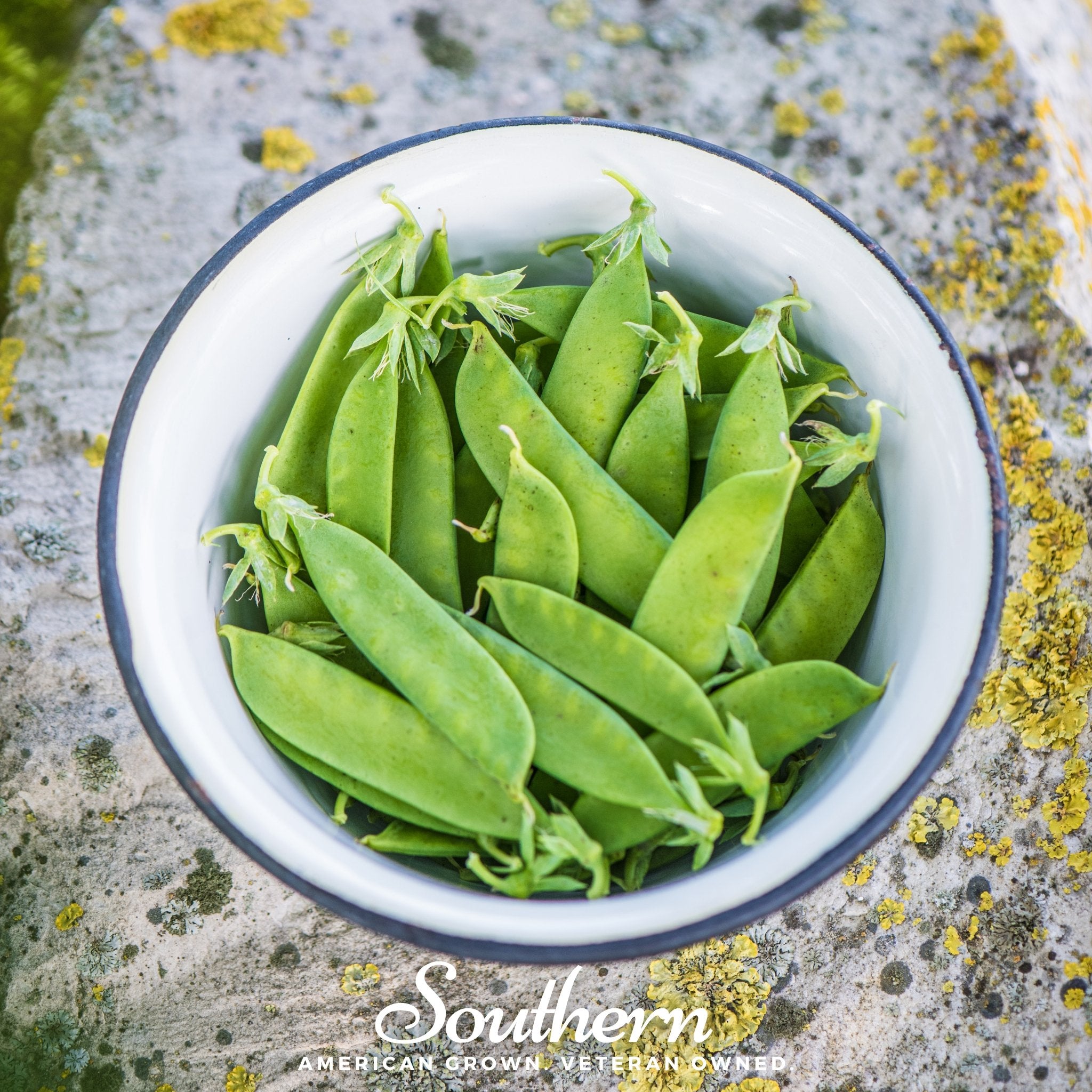 plant daddy seeds Sugar Daddy Peas – 20 Seeds