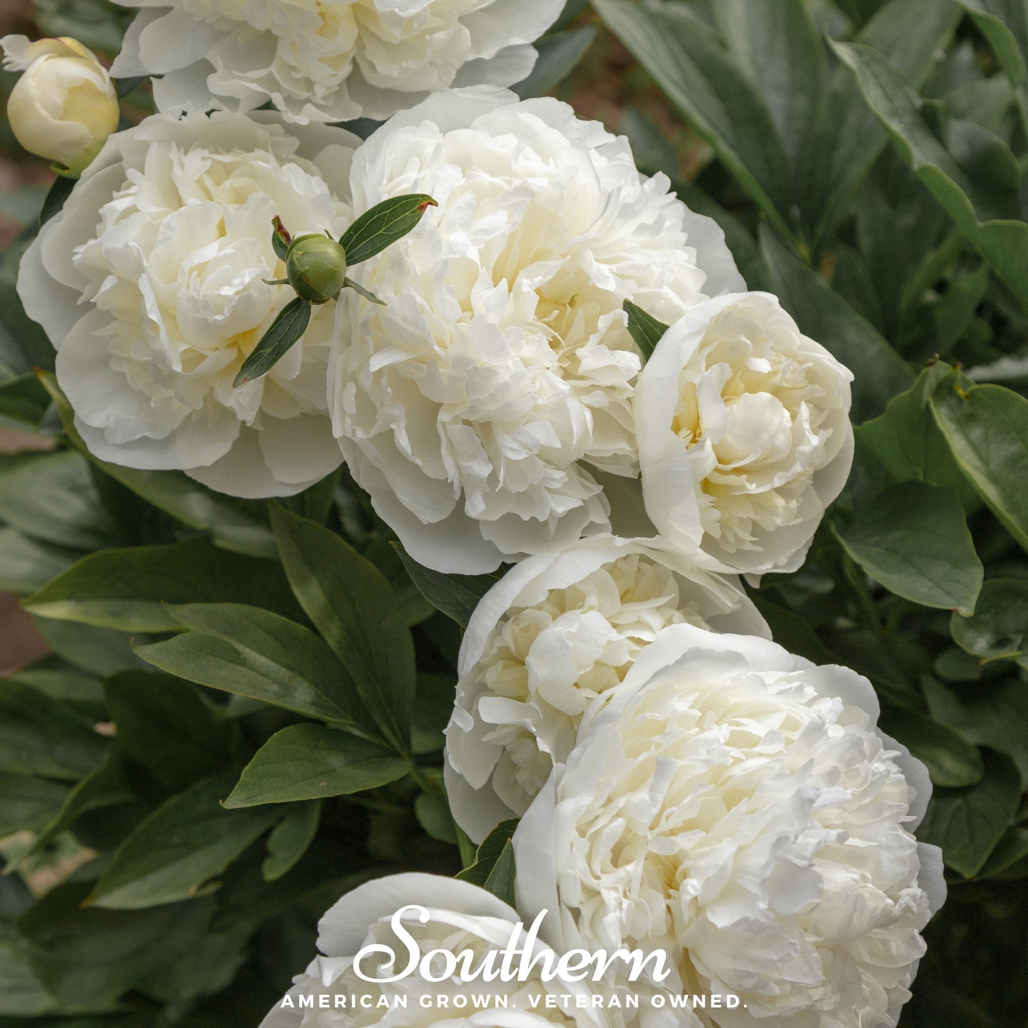 Peony Poppy, Cream (Papaver paeoniflorum) - 100 Seeds - Seed