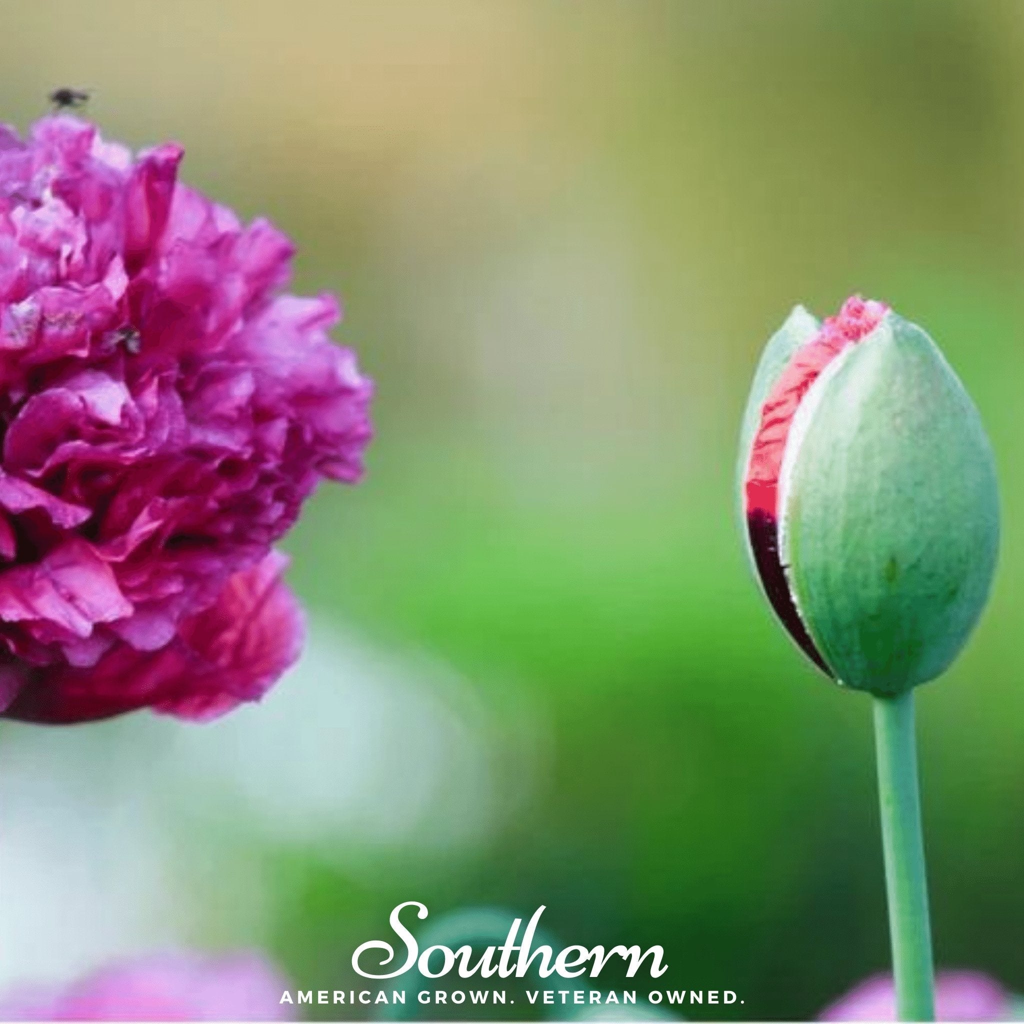 Peony Poppy, Purple (Papaver paeoniflorum) - 100 Seeds | Seed Therapy – Heirloom Garden Seeds