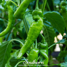 Pepper, Anaheim Chili (Capsicum annuum) - 25 Seeds | Seed Therapy – Heirloom Garden Seeds