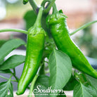 Pepper, Anaheim Chili (Capsicum annuum) - 25 Seeds | Seed Therapy – Heirloom Garden Seeds