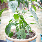 Pepper, Anaheim Chili (Capsicum annuum) - 25 Seeds | Seed Therapy – Heirloom Garden Seeds
