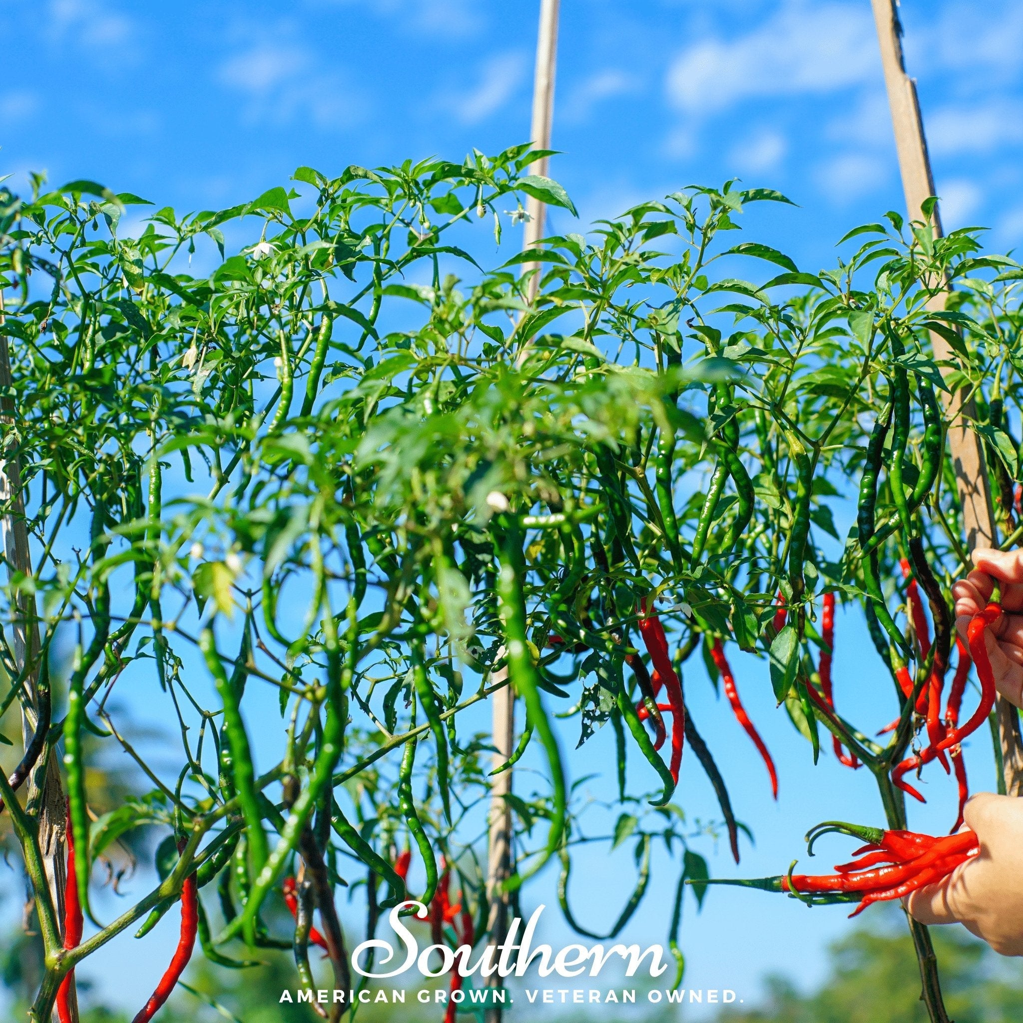 Seed Therapy Cayenne Pepper - Thumbnail 3