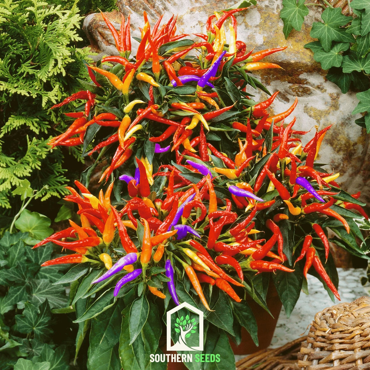 Pepper, Firework Ornamental (Capscium annuum) - 25 Seeds - Seed Therapy ...