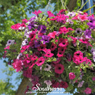 Petunia, Dwarf Mix (Petunia nana compacta) - 250 Seeds | Seed Therapy – Heirloom Garden Seeds