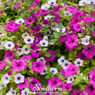Petunia, Dwarf Mix (Petunia nana compacta) - 250 Seeds | Seed Therapy – Heirloom Garden Seeds