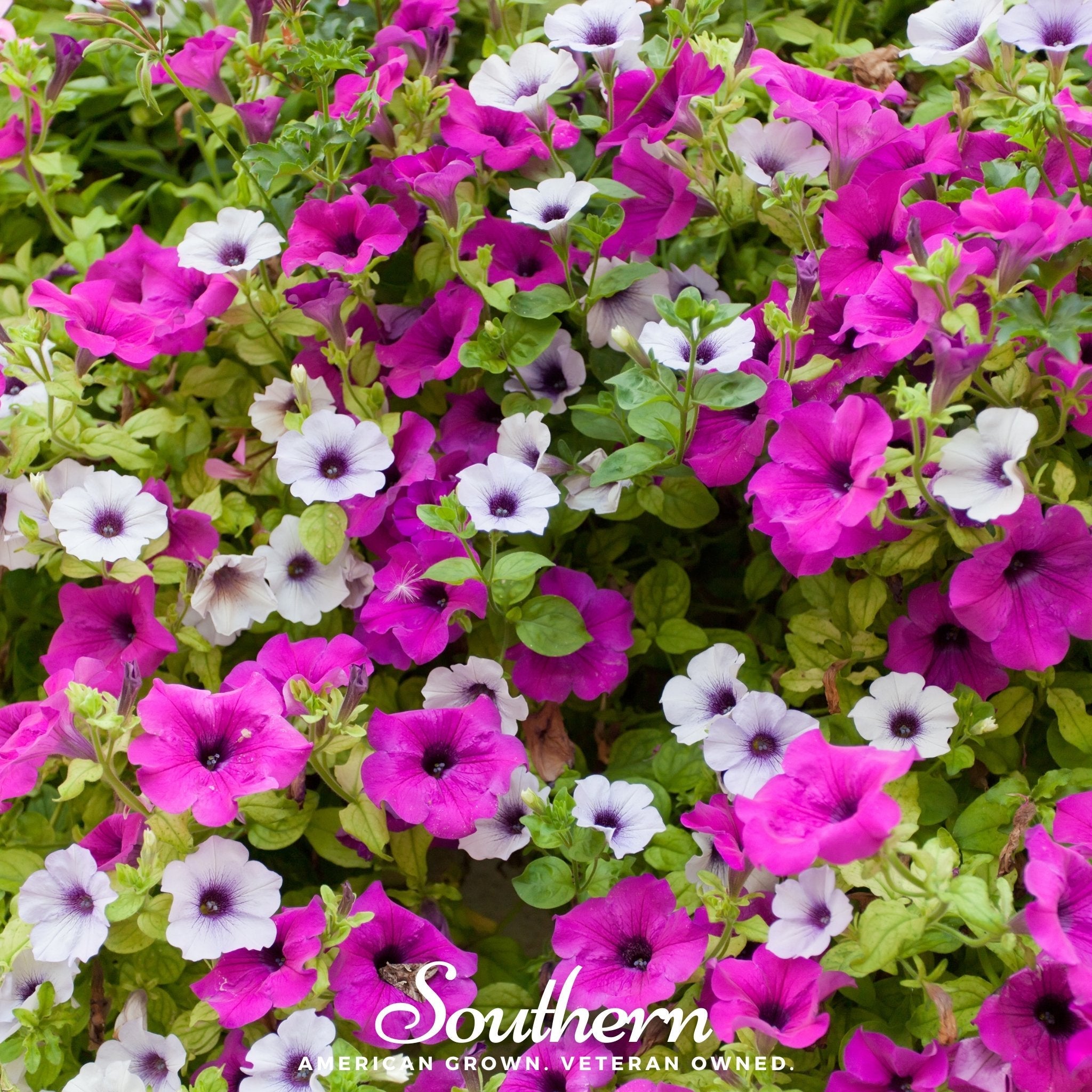 Petunia, Dwarf Mix (Petunia nana compacta) - 250 Seeds | Seed Therapy – Heirloom Garden Seeds