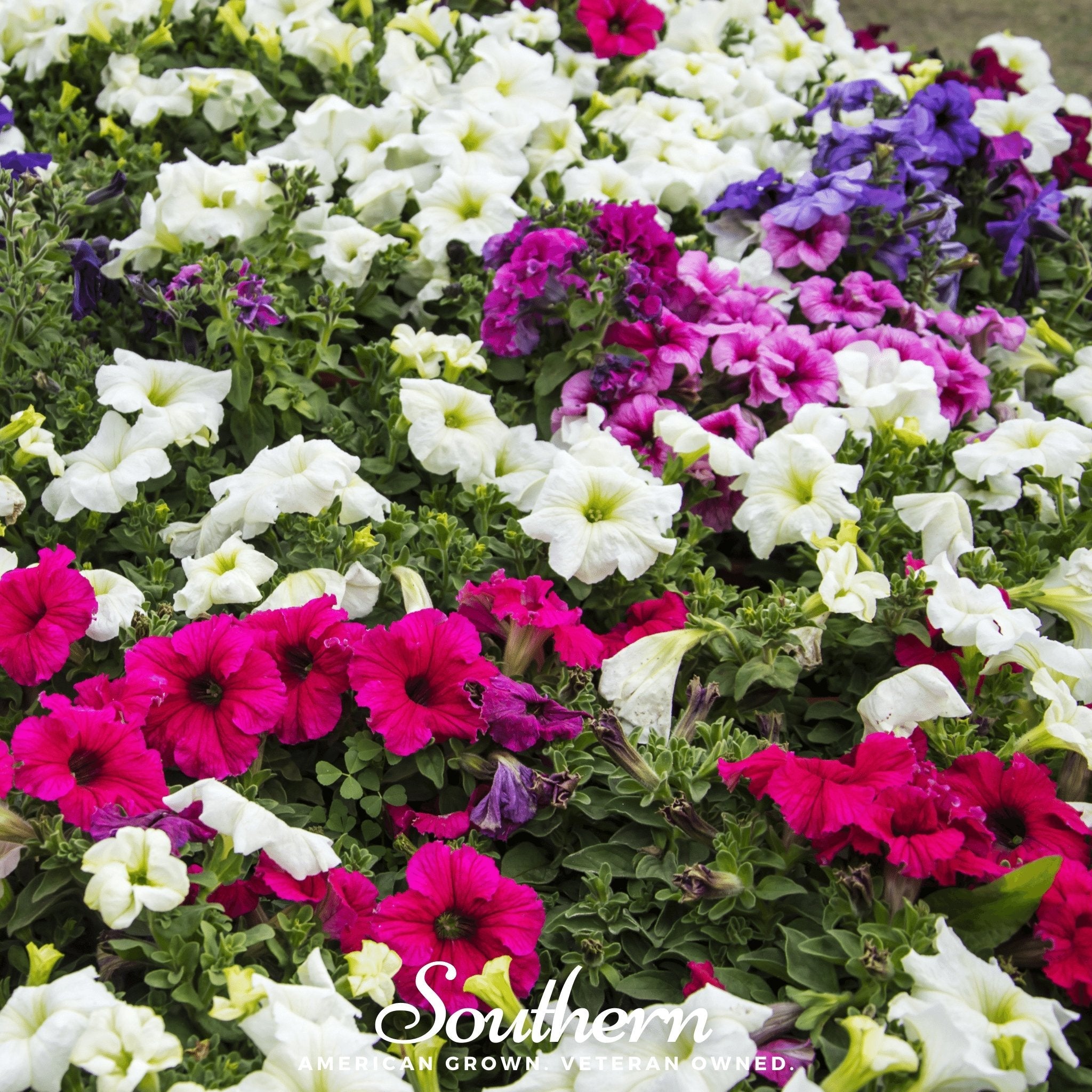 Petunia, Dwarf Mix (Petunia nana compacta) - 250 Seeds | Seed Therapy – Heirloom Garden Seeds