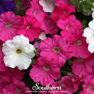 Petunia, Dwarf Mix (Petunia nana compacta) - 250 Seeds | Seed Therapy – Heirloom Garden Seeds