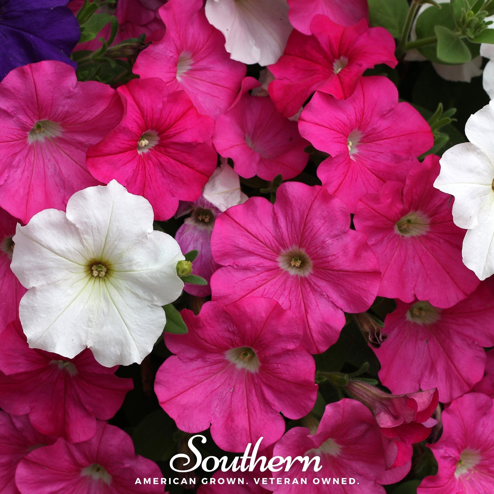 Petunia, Dwarf Mix (Petunia nana compacta) - 250 Seeds | Seed Therapy – Heirloom Garden Seeds