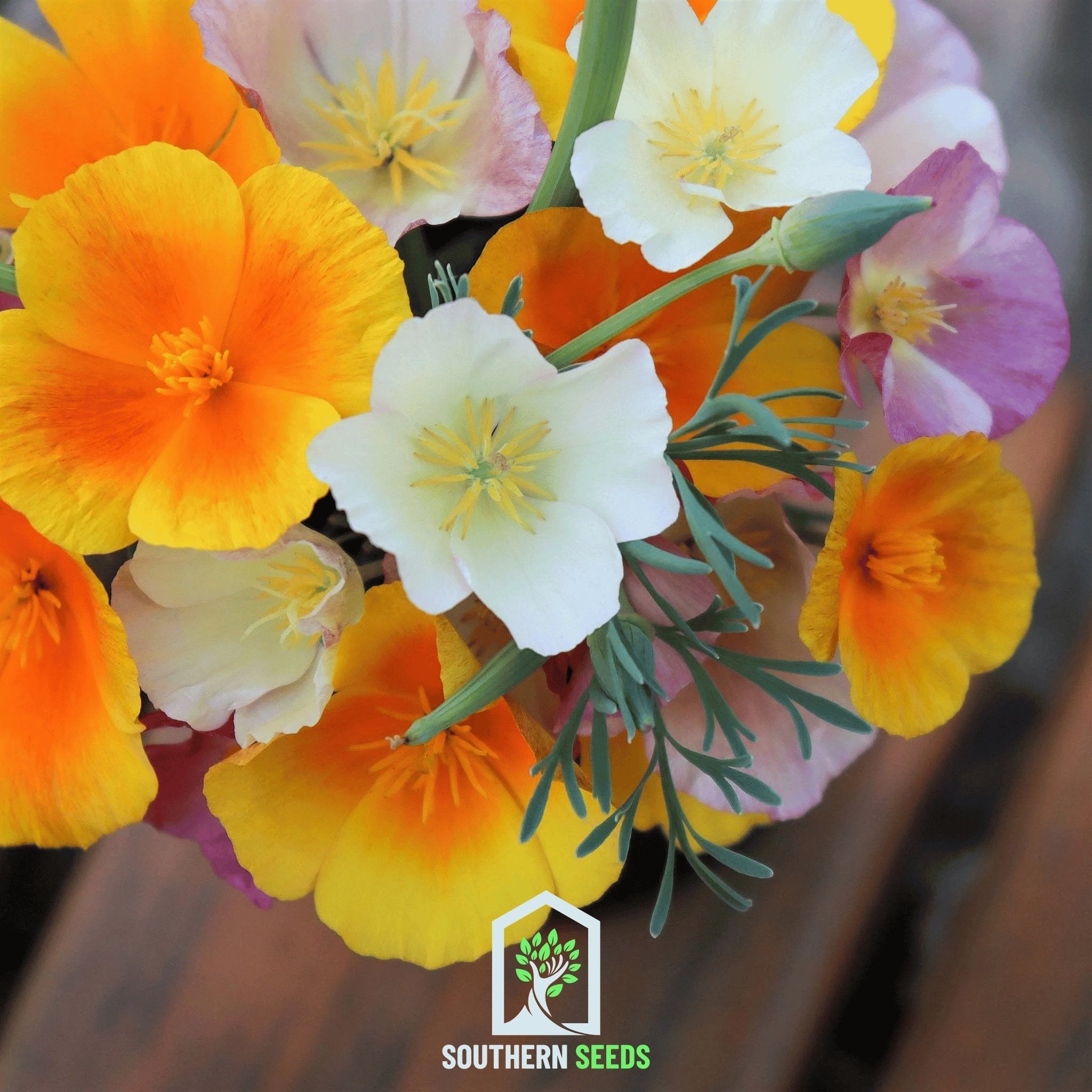 Seed Therapy California Poppy Mix - Thumbnail 3