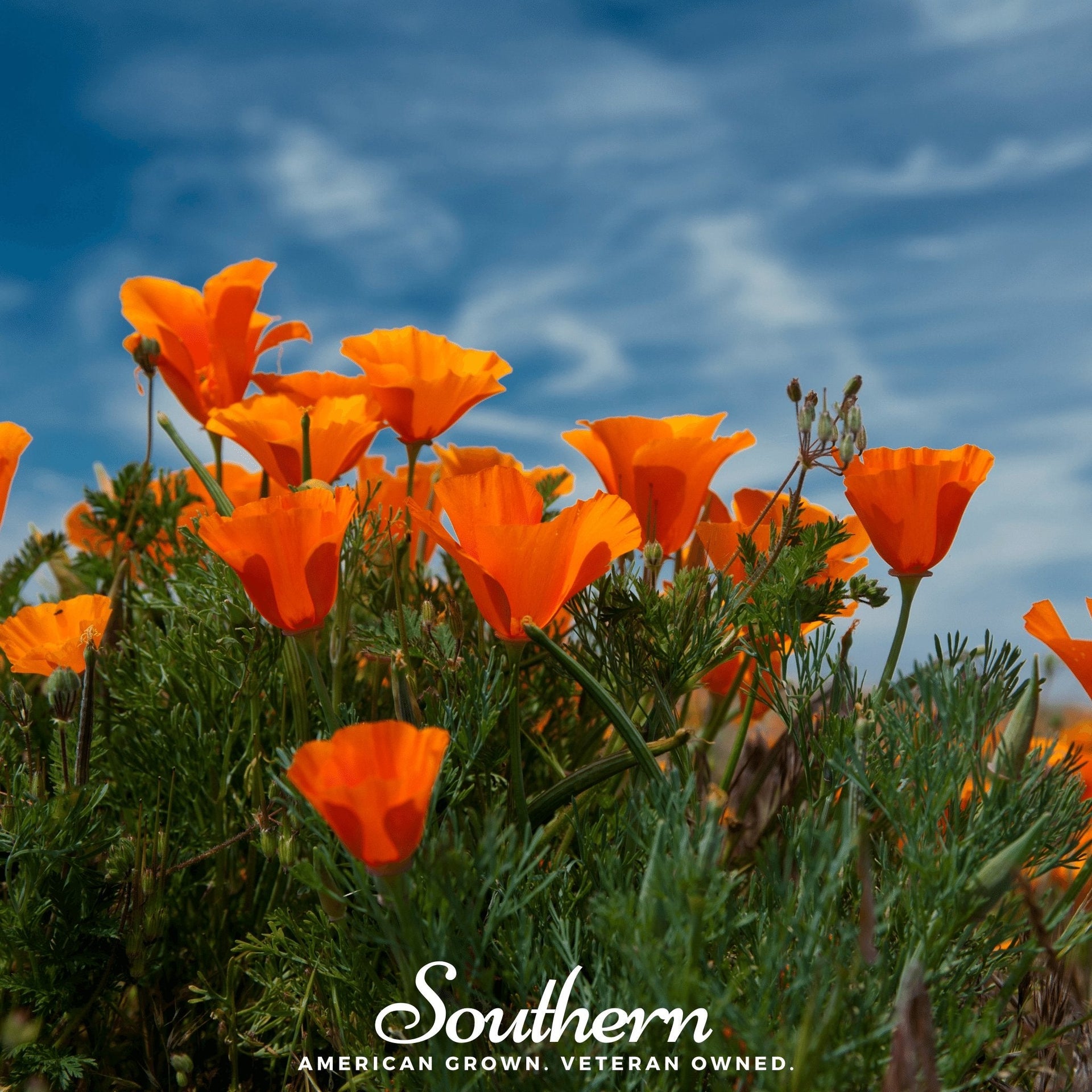 orange poppy seeds for planting Poppy, California Orange (Eschscholzia californica) - 200 Seeds