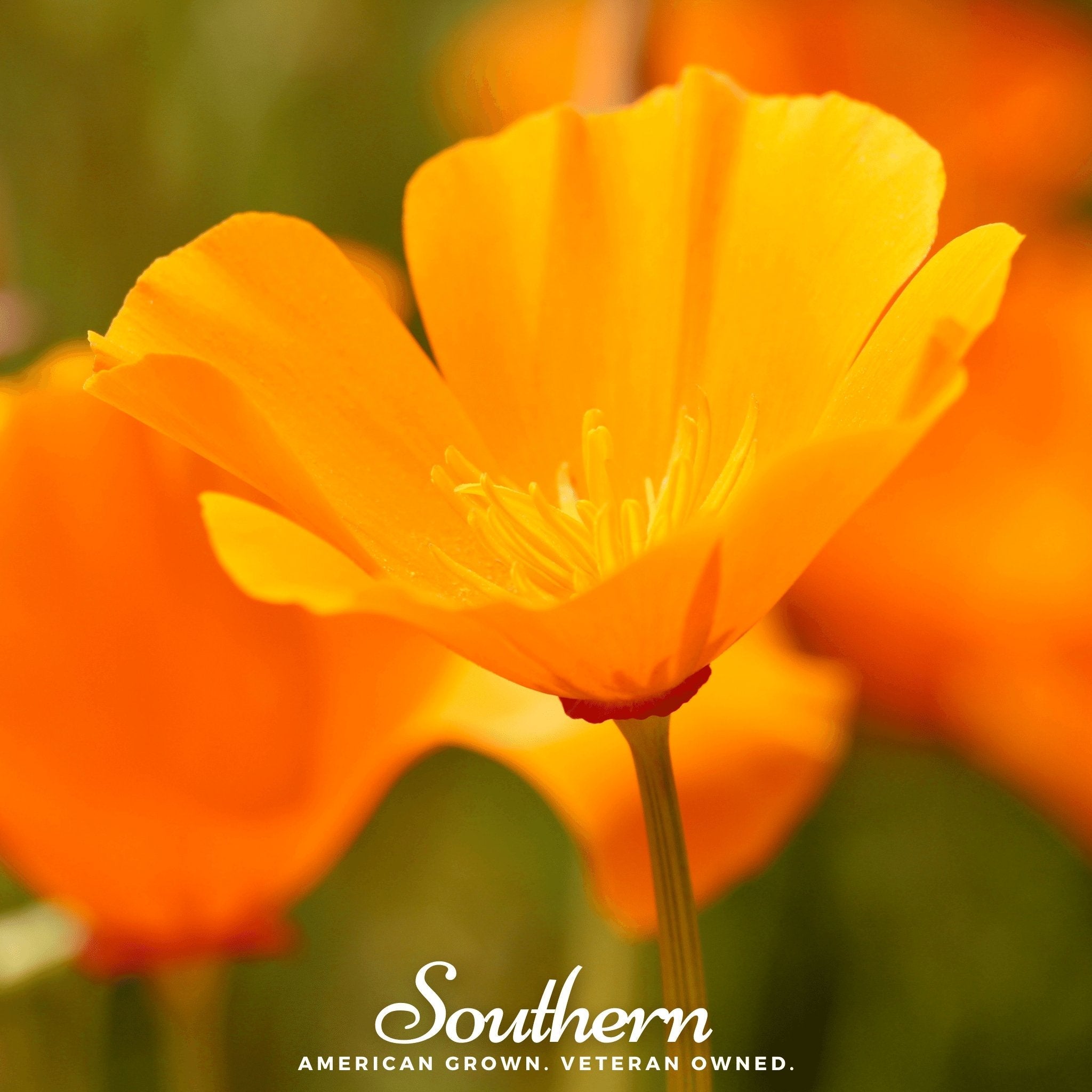 Poppy, California Orange (Eschscholzia californica) - 200 Seeds | Seed Therapy – Heirloom Garden Seeds