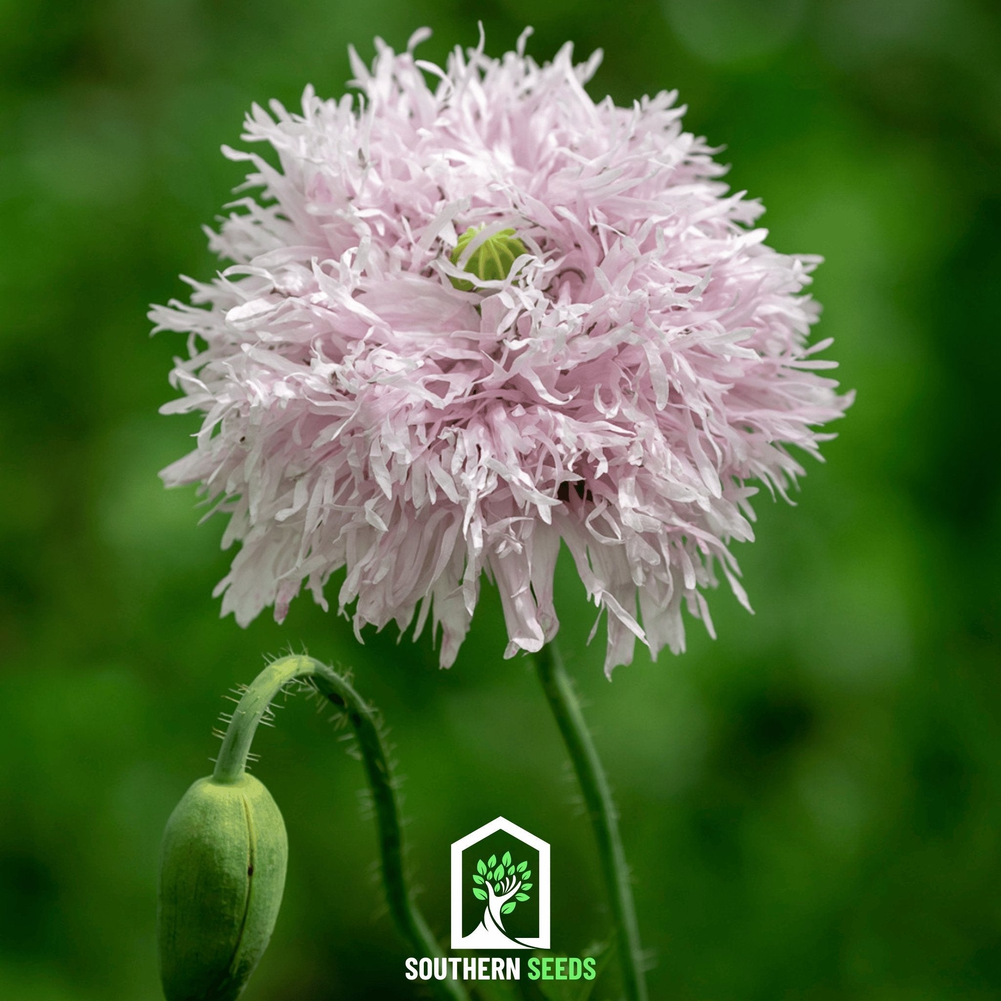Premium Papaver Somniferum Lilac Pom Pom Seeds