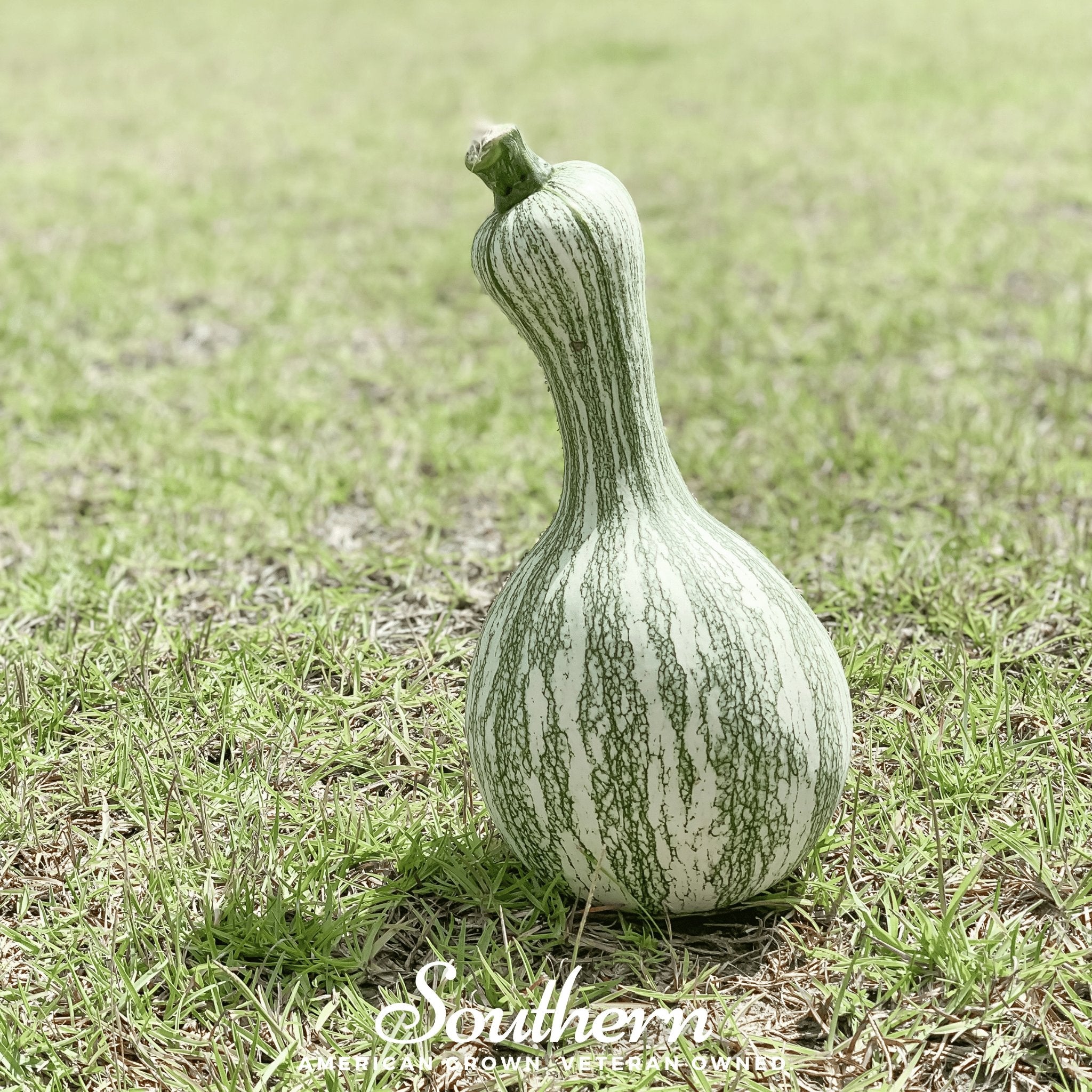 Pumpkin, Cushaw Green Striped (Cucurbita pepo) - 25 Seeds - Seed
