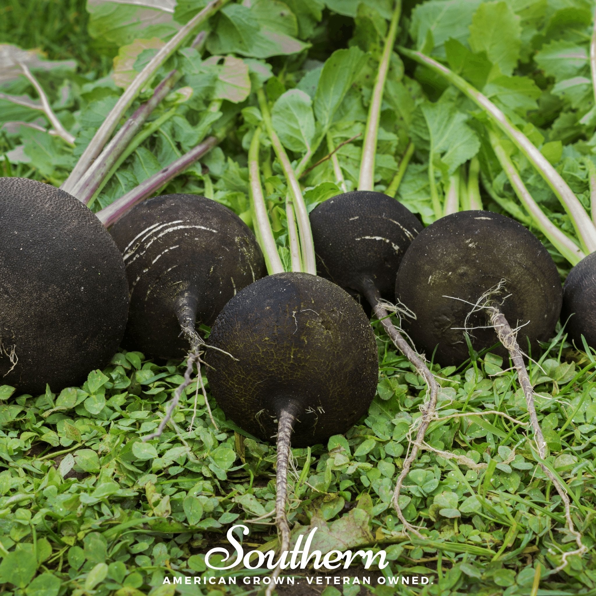 plant seeds in spanish Black Spanish Radish – 250 Seeds