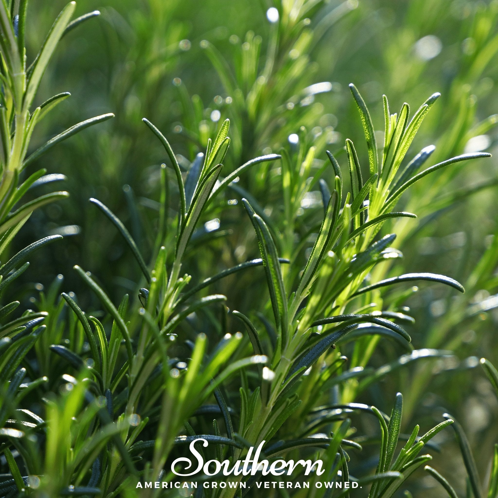 Seed Therapy Rosemary - Thumbnail 5