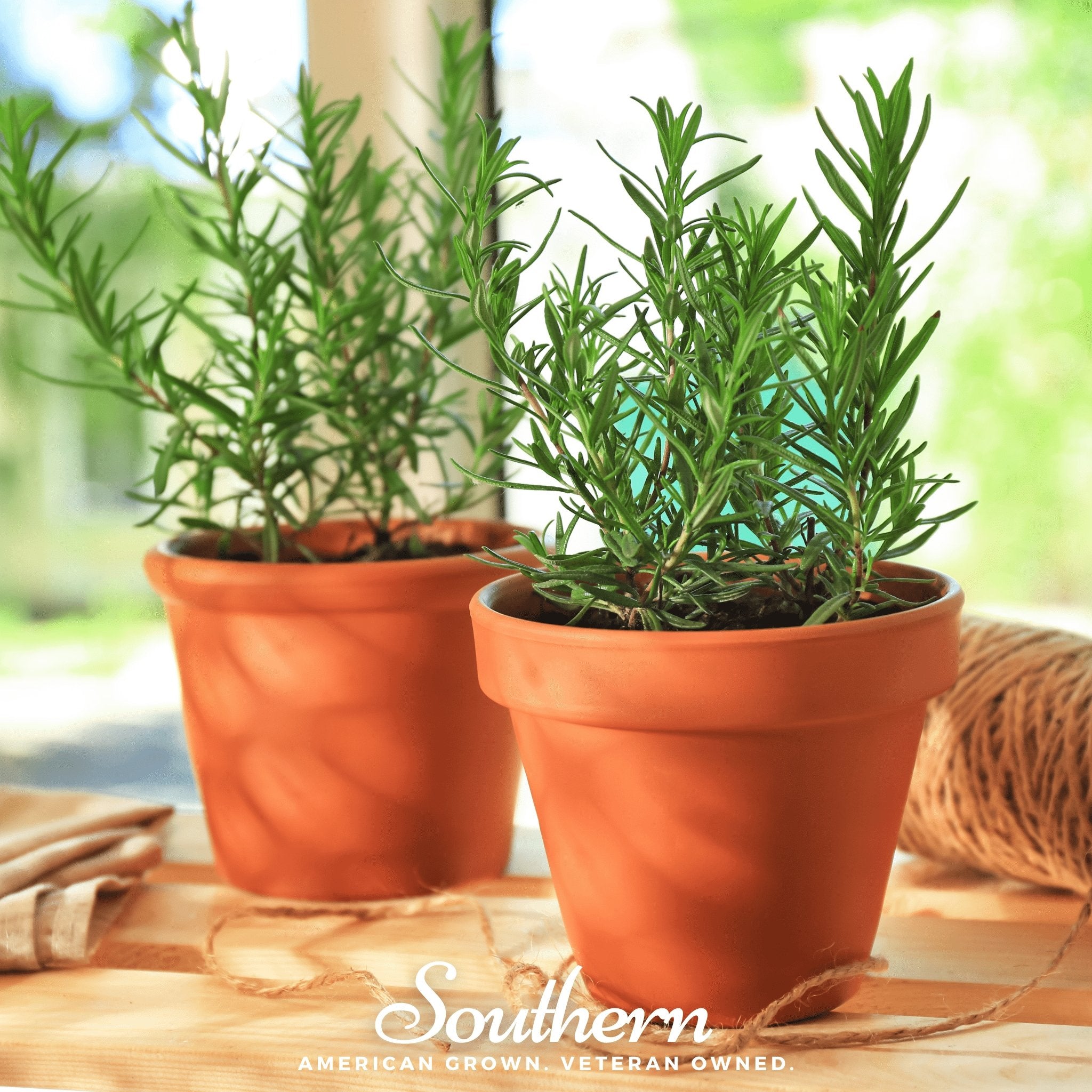 Seed Therapy Rosemary - Thumbnail 4