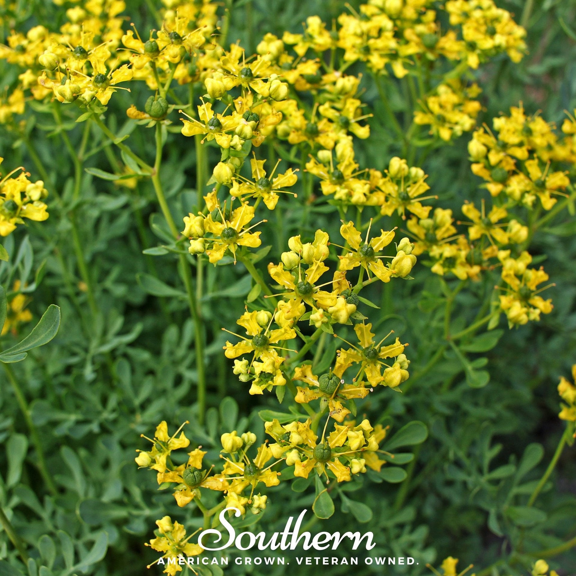 Rue, Common (Ruta graveolens) - 100 Seeds