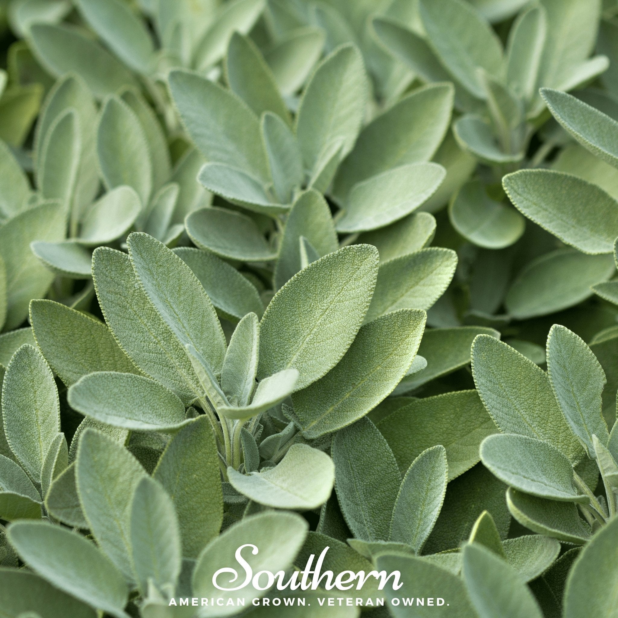 Sage, Broadleaf (Salvia officinalis) - 50 Seeds - Seed Therapy