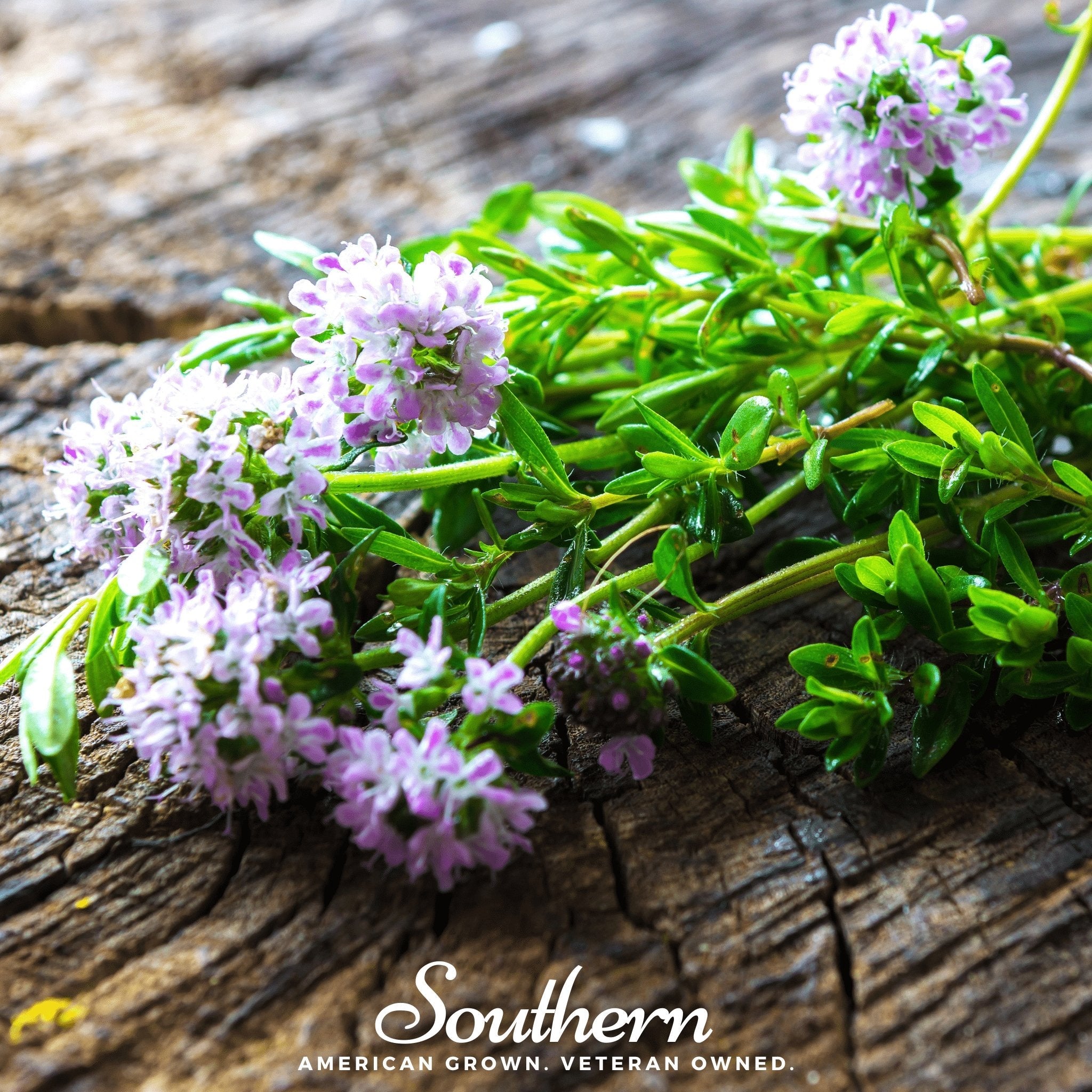 Savory, Summer (Satureja Hortensis) - 100 Seeds | Seed Therapy – Heirloom Garden Seeds