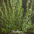Savory, Summer (Satureja Hortensis) - 100 Seeds | Seed Therapy – Heirloom Garden Seeds
