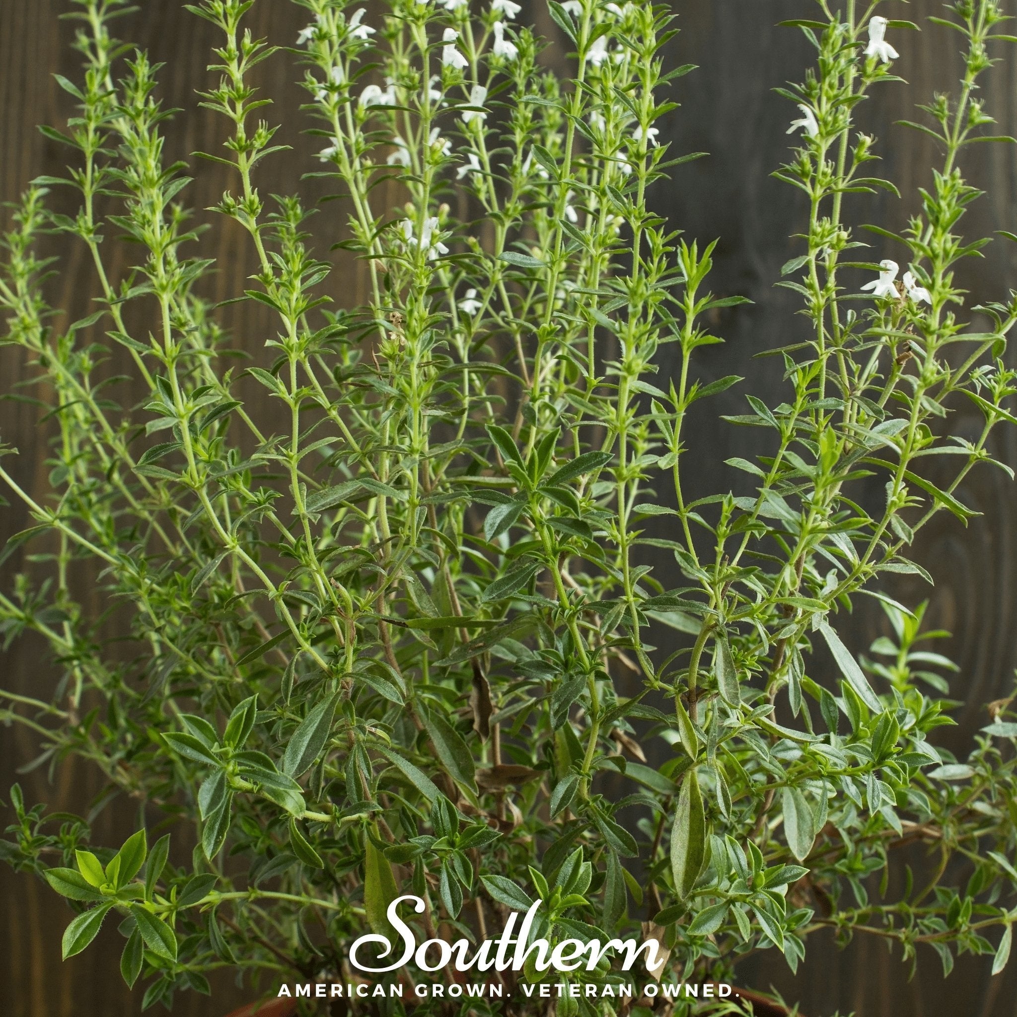 Savory, Summer (Satureja Hortensis) - 100 Seeds | Seed Therapy – Heirloom Garden Seeds