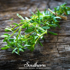 Savory, Summer (Satureja Hortensis) - 100 Seeds | Seed Therapy – Heirloom Garden Seeds