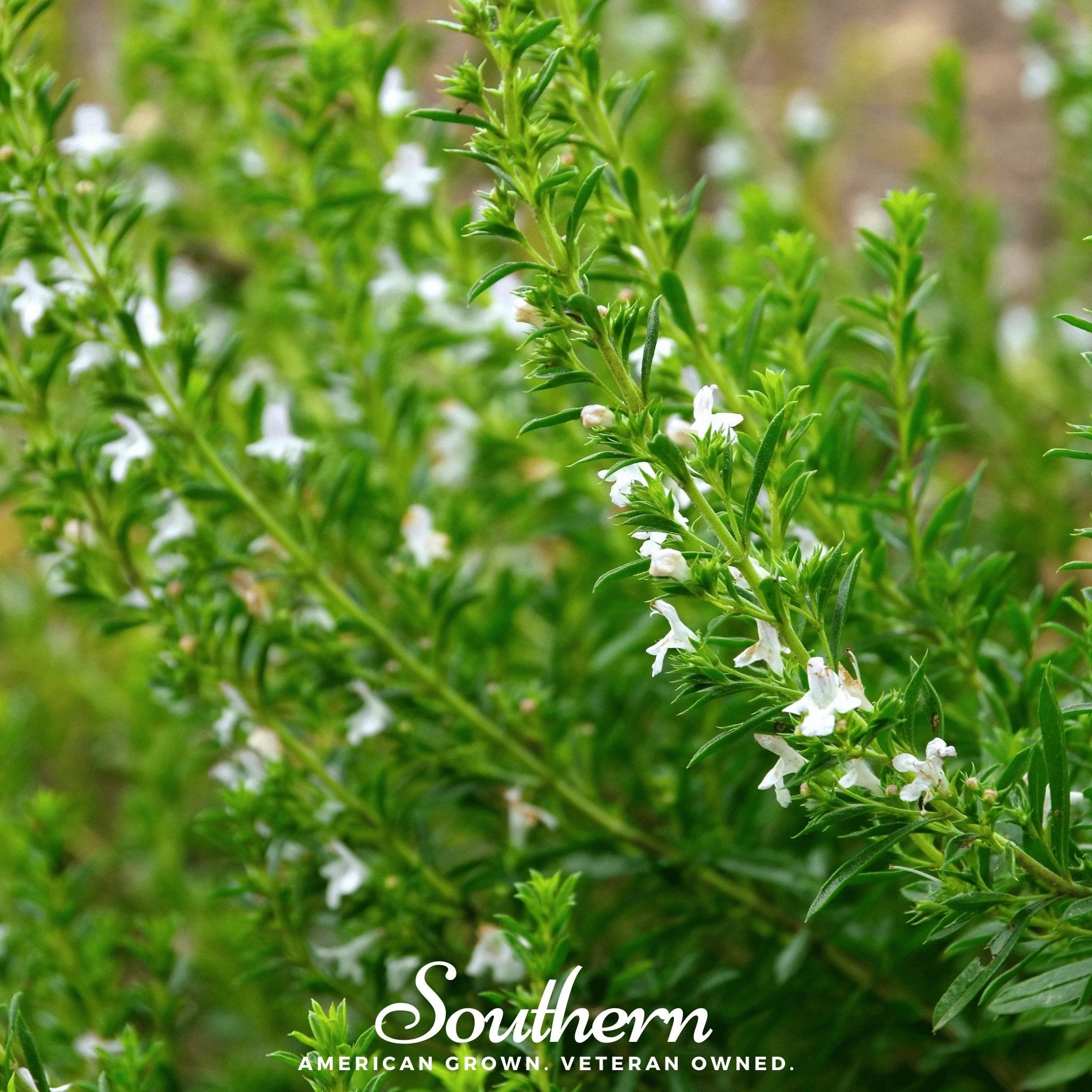 Savory, Winter (Satureja montana) - 100 Seeds | Seed Therapy – Heirloom Garden Seeds