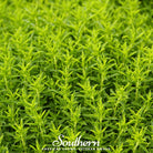 Savory, Winter (Satureja montana) - 100 Seeds | Seed Therapy – Heirloom Garden Seeds