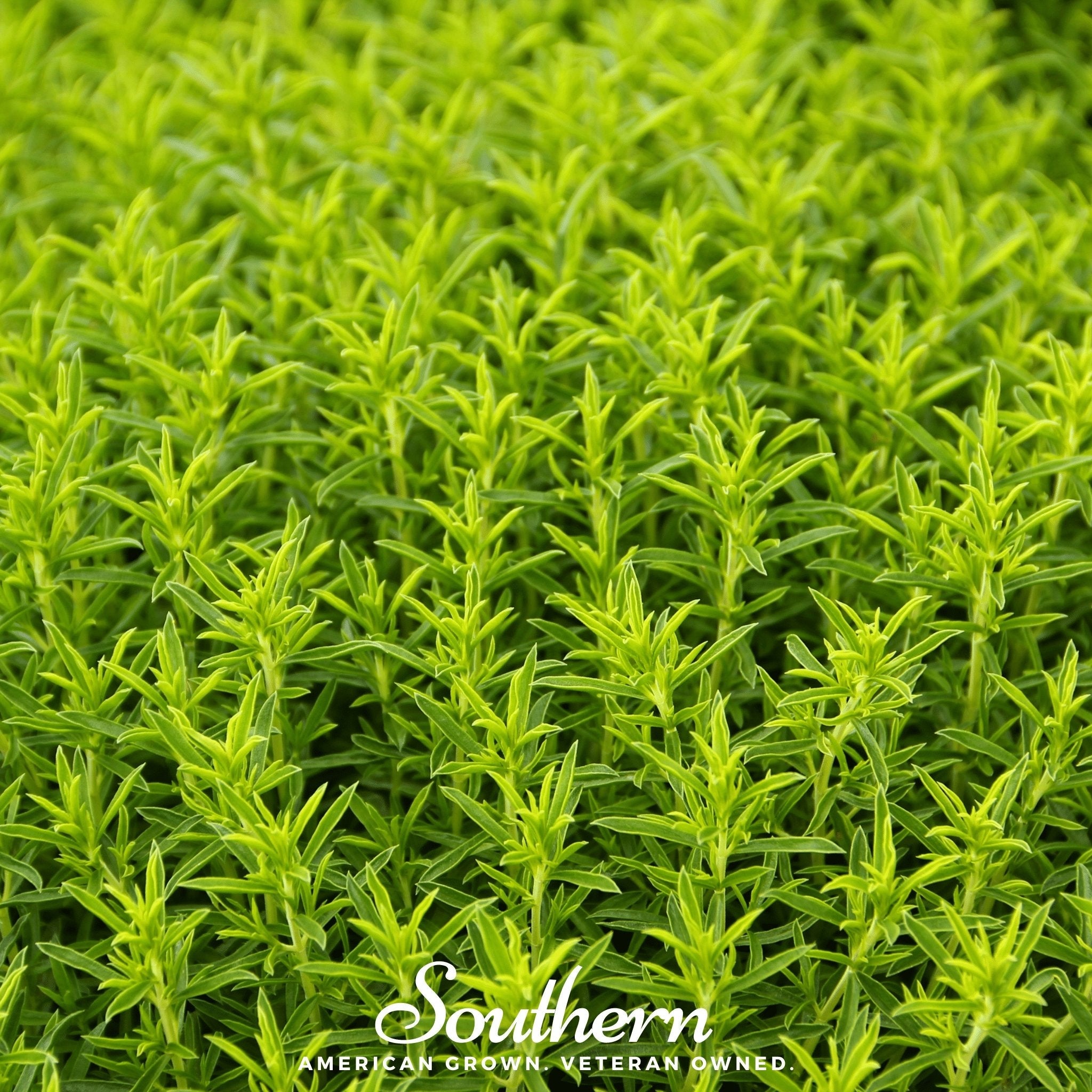 Savory, Winter (Satureja montana) - 100 Seeds | Seed Therapy – Heirloom Garden Seeds