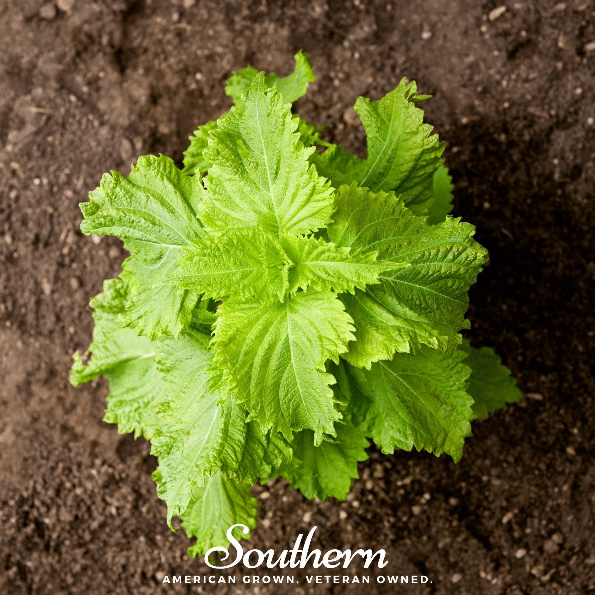 Shiso, Green (Perilla frutescens) - 200 Seeds - Seed Therapy