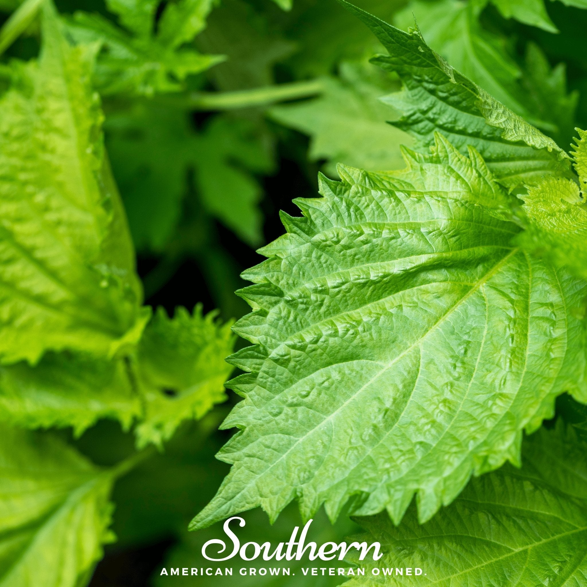 Shiso, Green (Perilla frutescens) - 200 Seeds - Seed Therapy