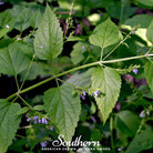 Skullcap, Official - Mad Dog (Scutellaria lateriflora) - 50 Seeds | Seed Therapy – Heirloom Garden Seeds