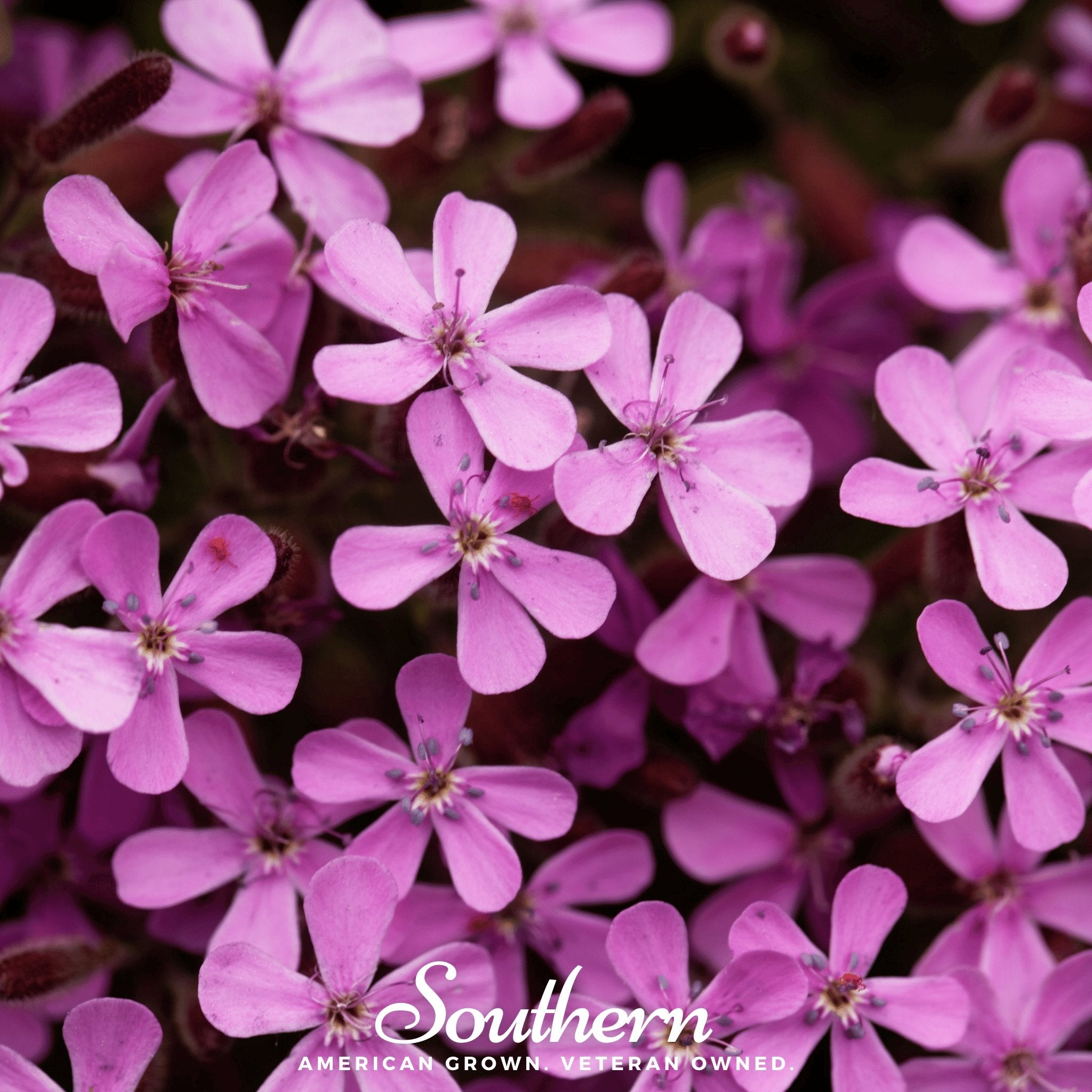 Seed Therapy Rock Soapwort - Thumbnail 2