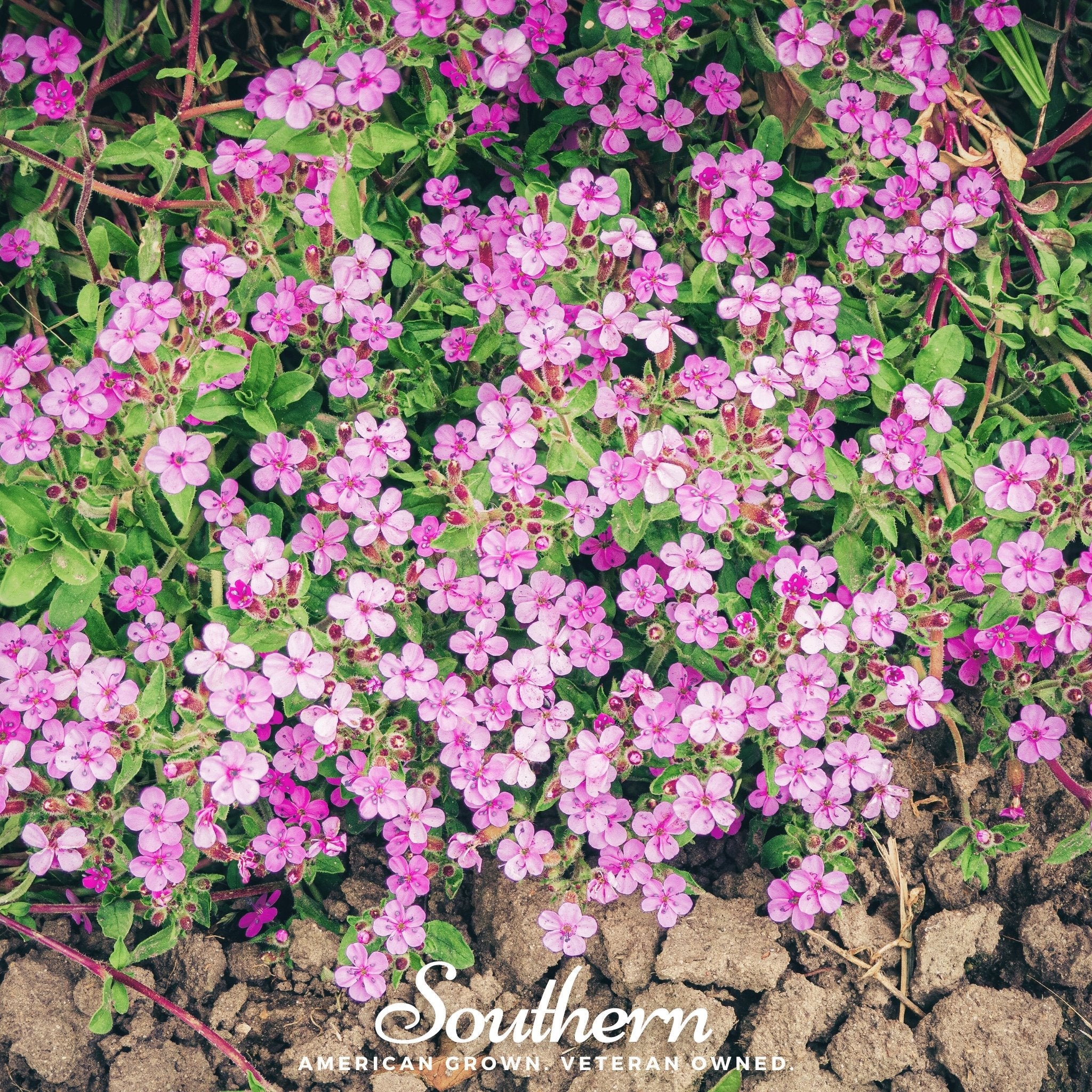Seed Therapy Rock Soapwort