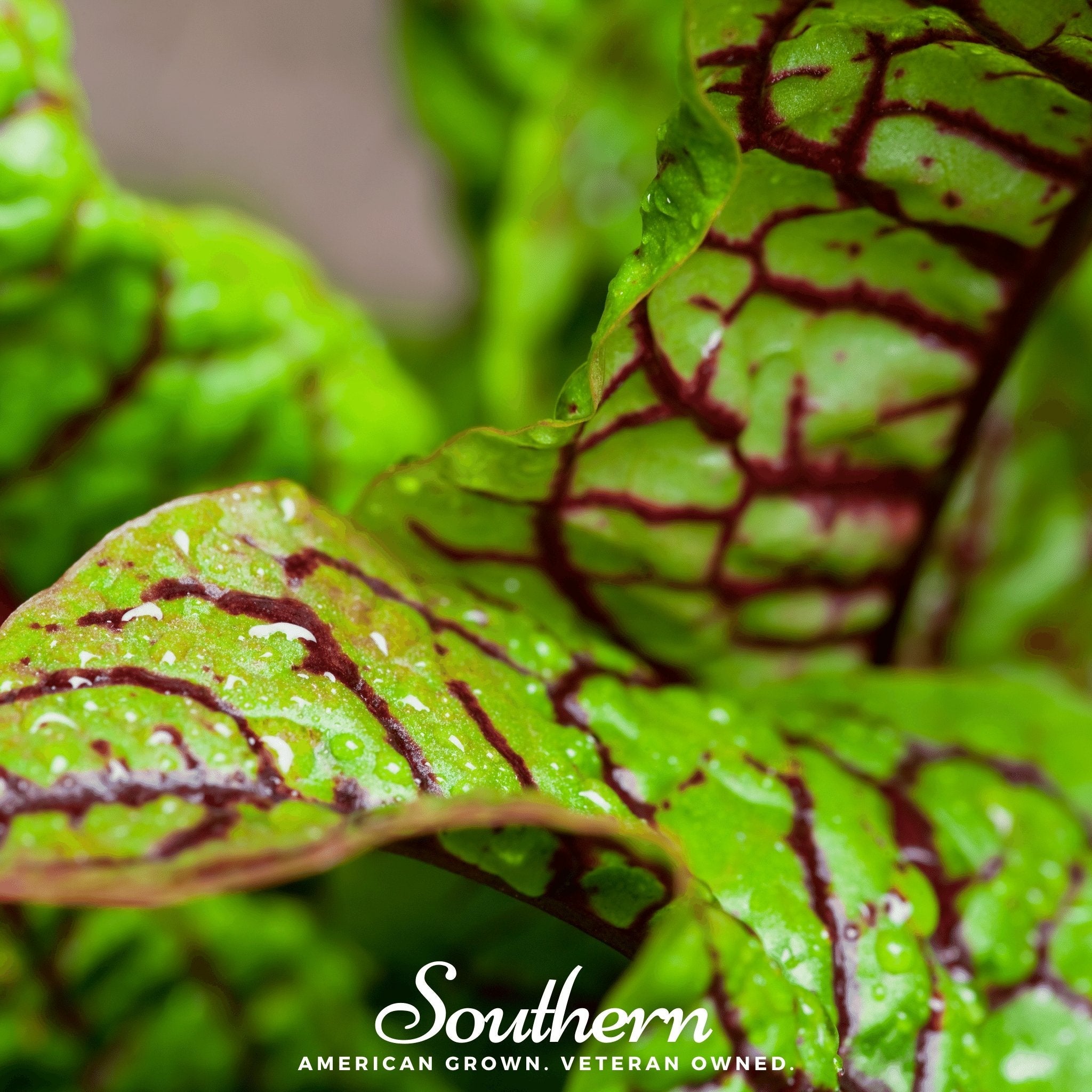 Sorrel, Red Veined (Rumex sanguineus) - 200 Seeds | Seed Therapy – Heirloom Garden Seeds