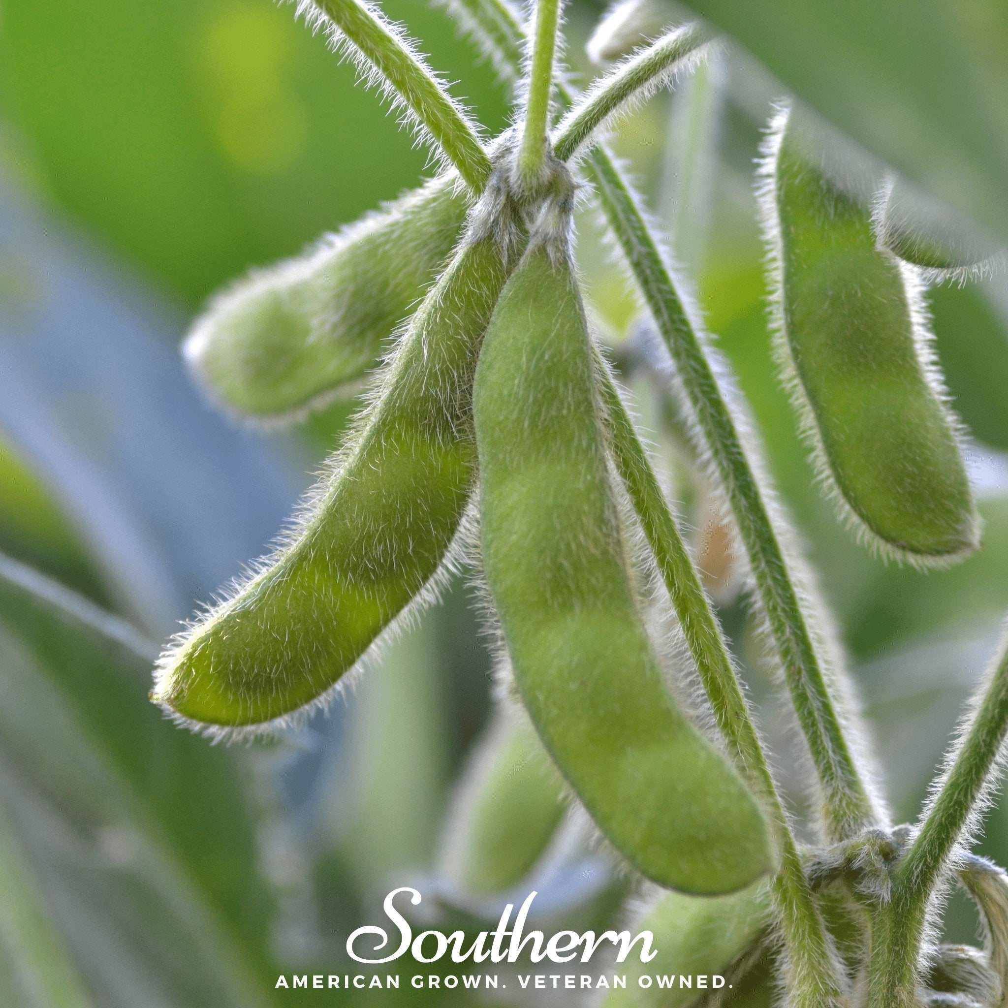 soybean seeds for planting Tohya Soybean – 50 Seeds