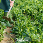 Spinach, Malabar Green (Basella rubra) - 100 Seeds | Seed Therapy – Heirloom Garden Seeds