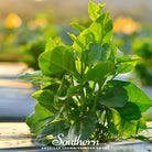 Spinach, Malabar Green (Basella rubra) - 100 Seeds | Seed Therapy – Heirloom Garden Seeds