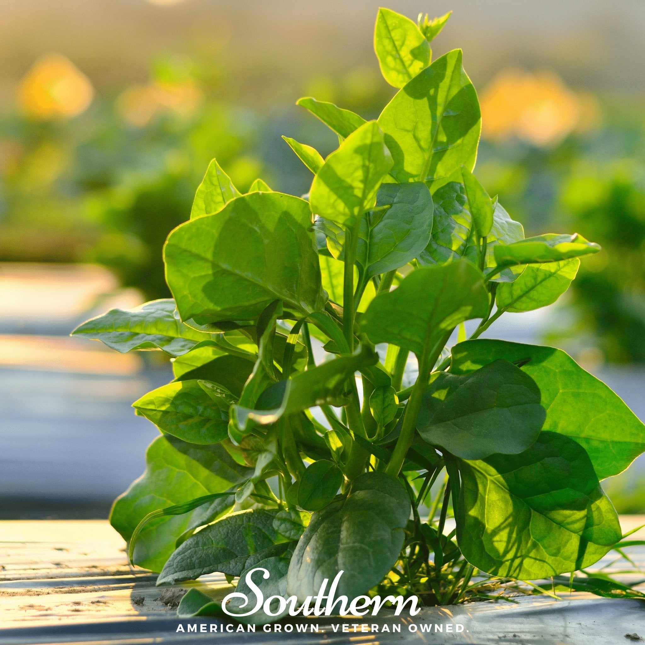 Spinach, Malabar Green (Basella rubra) - 100 Seeds | Seed Therapy – Heirloom Garden Seeds