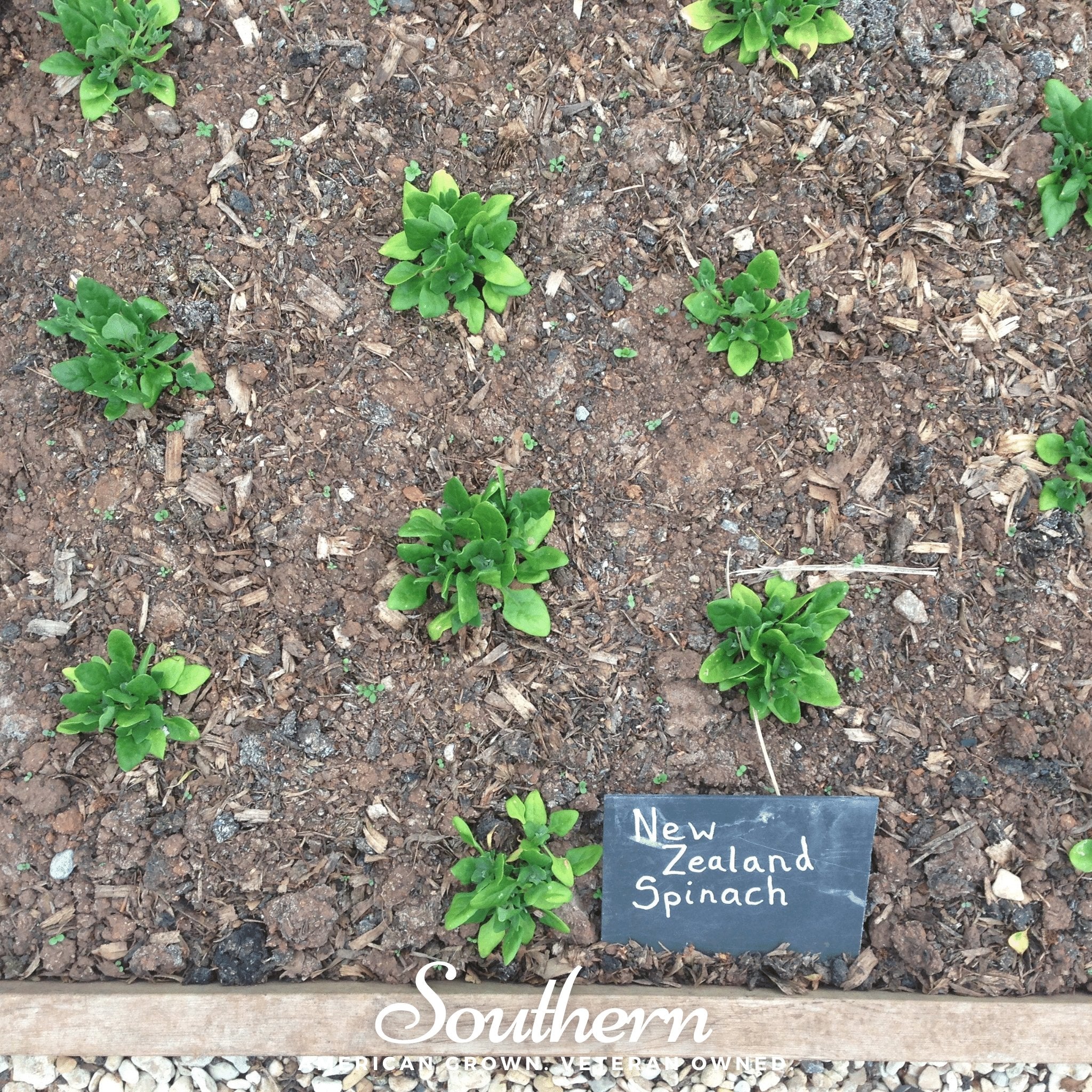 Spinach, New Zealand (Tetragonia tetragonoides) - 30 Seeds | Seed Therapy – Heirloom Garden Seeds