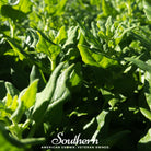 Spinach, New Zealand (Tetragonia tetragonoides) - 30 Seeds | Seed Therapy – Heirloom Garden Seeds