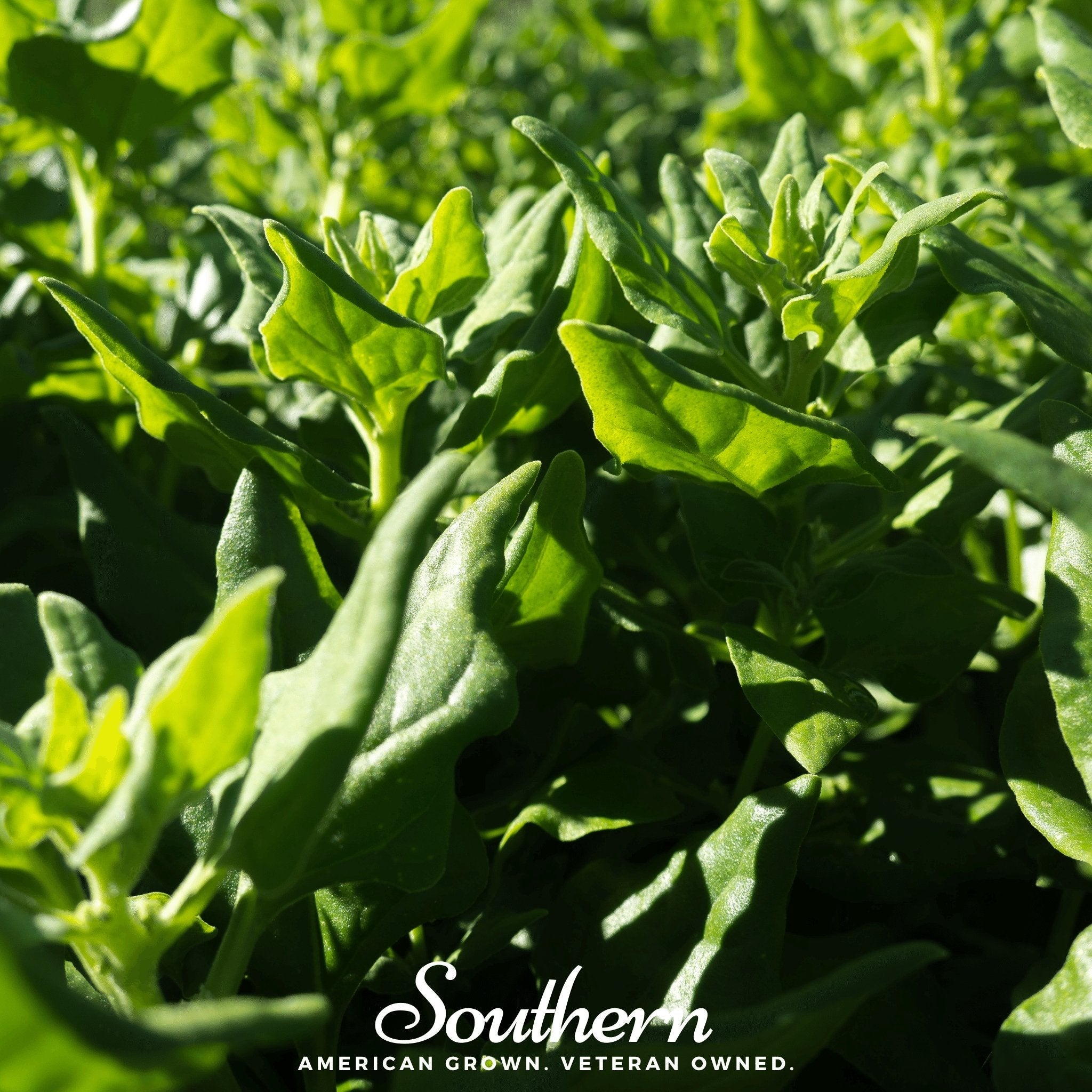 Spinach, New Zealand (Tetragonia tetragonoides) - 30 Seeds | Seed Therapy – Heirloom Garden Seeds