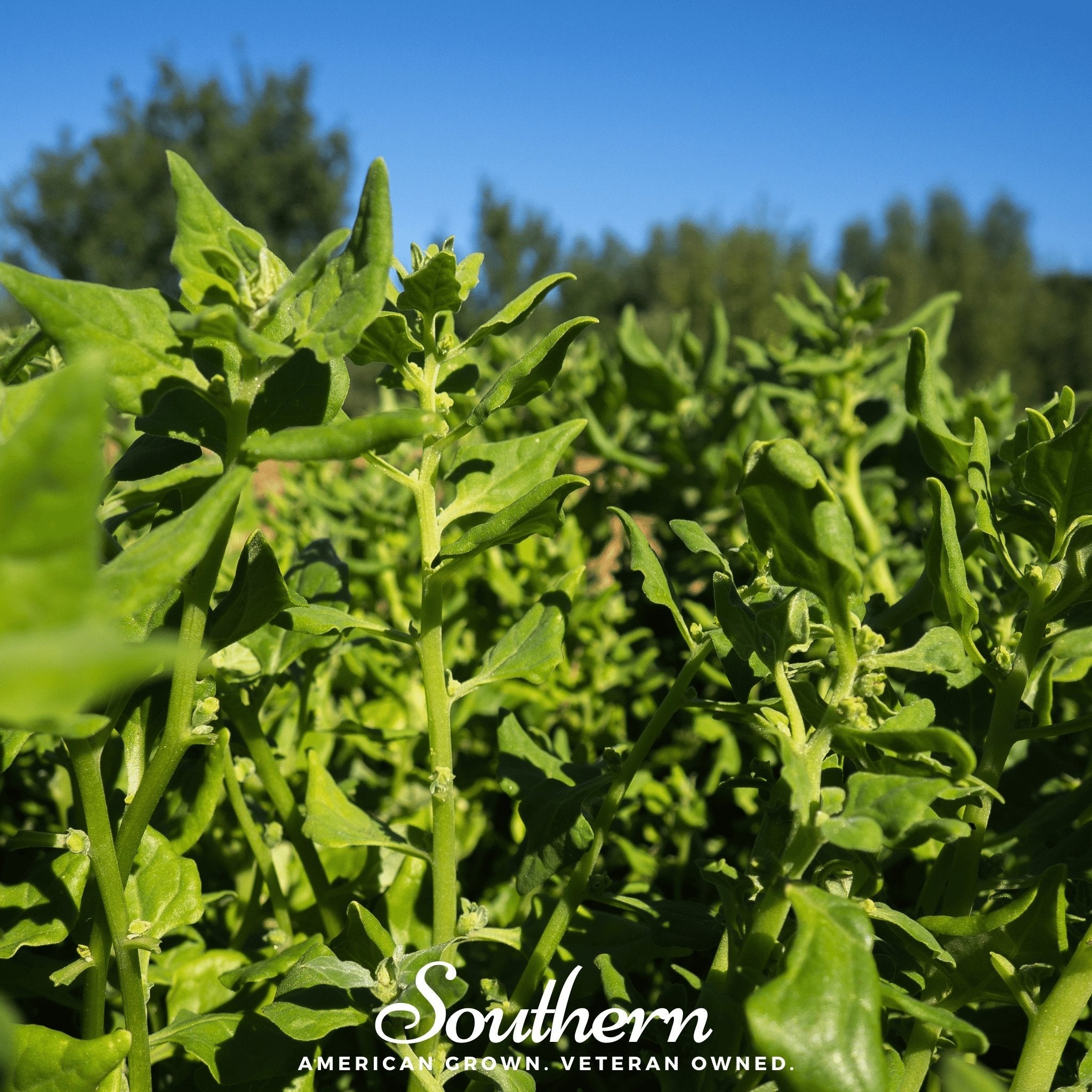 Spinach, New Zealand (Tetragonia tetragonoides) - 30 Seeds | Seed Therapy – Heirloom Garden Seeds